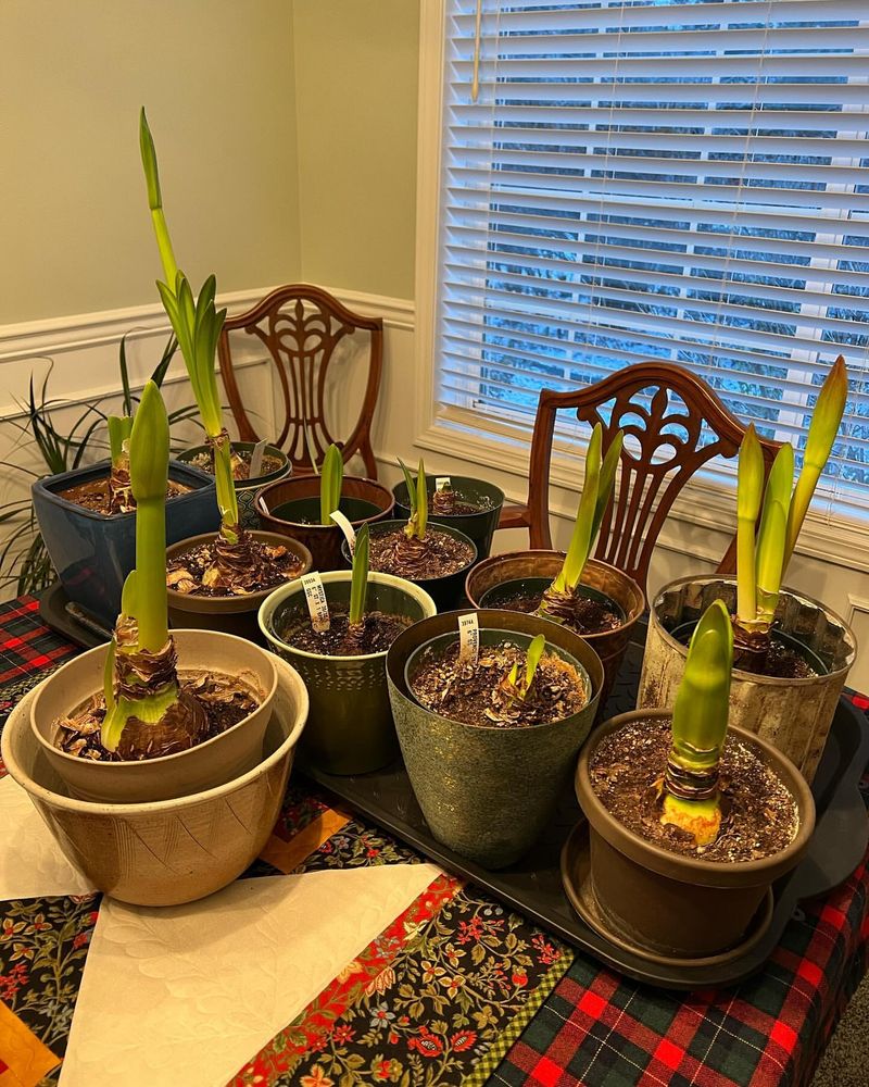 Trim Excessive Foliage That Competes For Energy