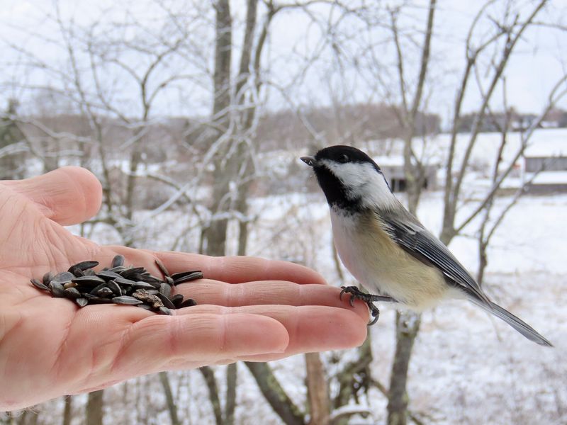 Social Behavior Brings Them Back To Familiar Locations