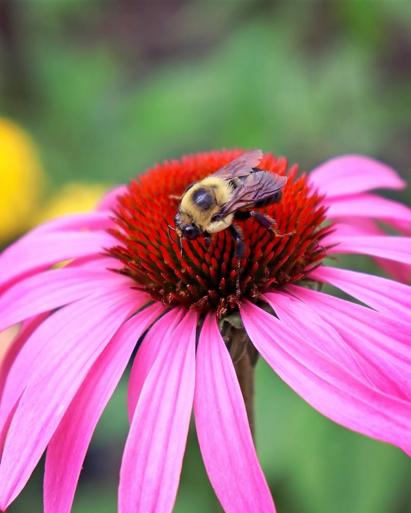 Supporting Native Pollinators All Summer