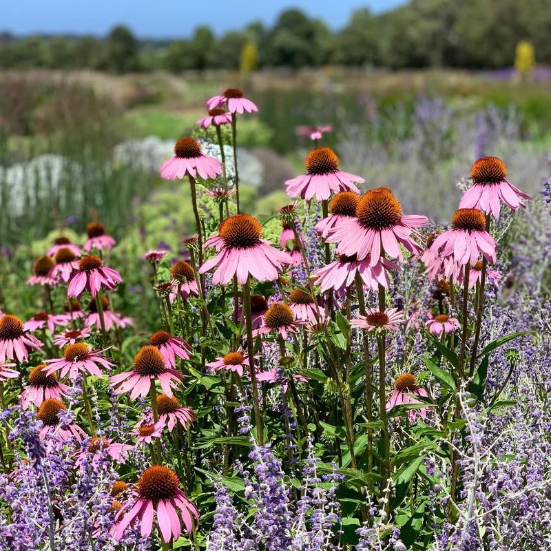 Low-Maintenance Native-Friendly Landscaping