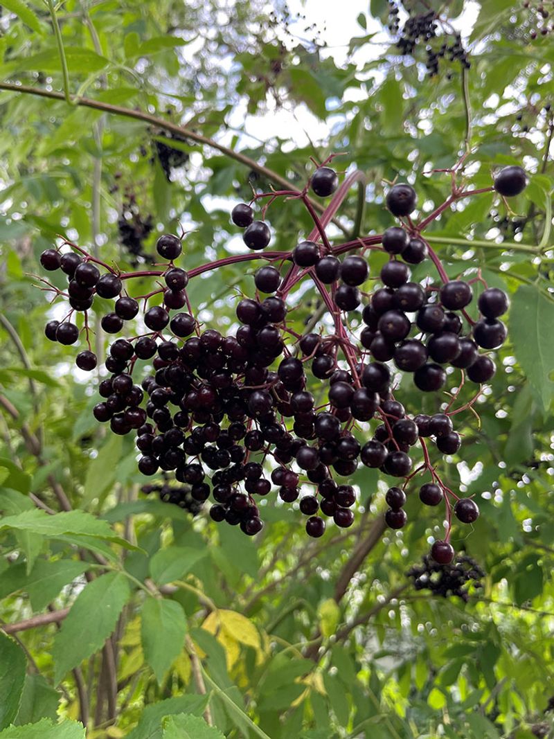 Thrives In Difficult Virginia Growing Conditions