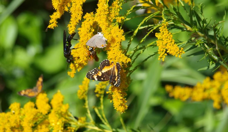 Supports Beneficial Insects That Control Pests