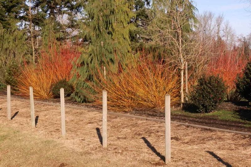 Blends Easily Into Natural And Formal Landscapes