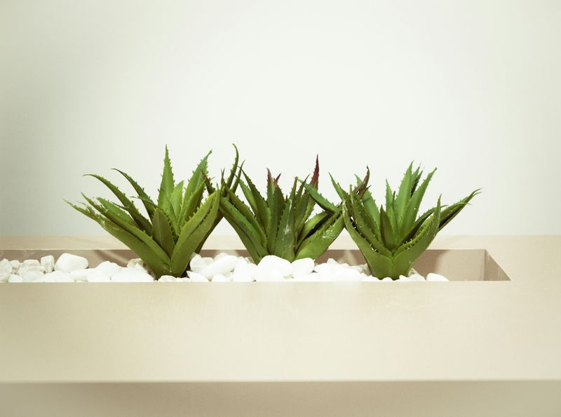 Aloe Vera Fans Focus On Wellness And Function