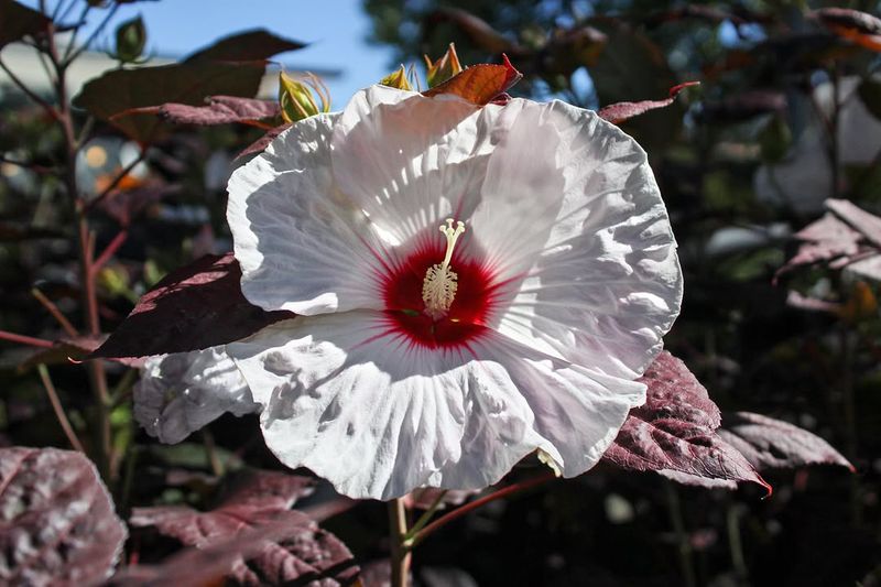Hardy Hibiscus