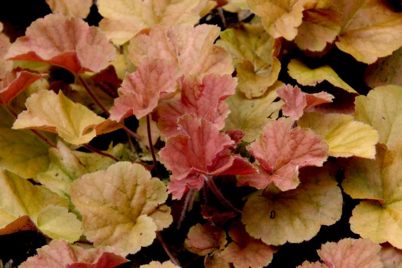Coral Bells Offer Colorful Foliage Diversity