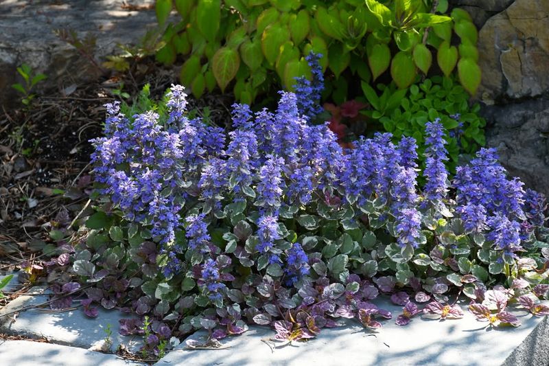 Ajuga