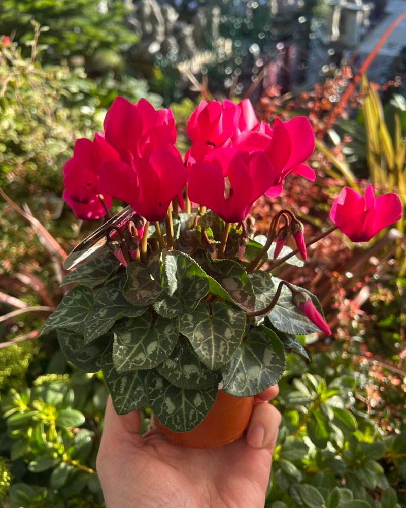 Remove Spent Flowers to Encourage More Blooms