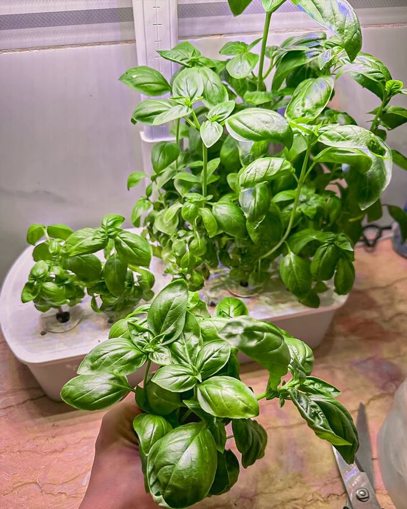 Prune Regularly To Encourage Bushy Growth