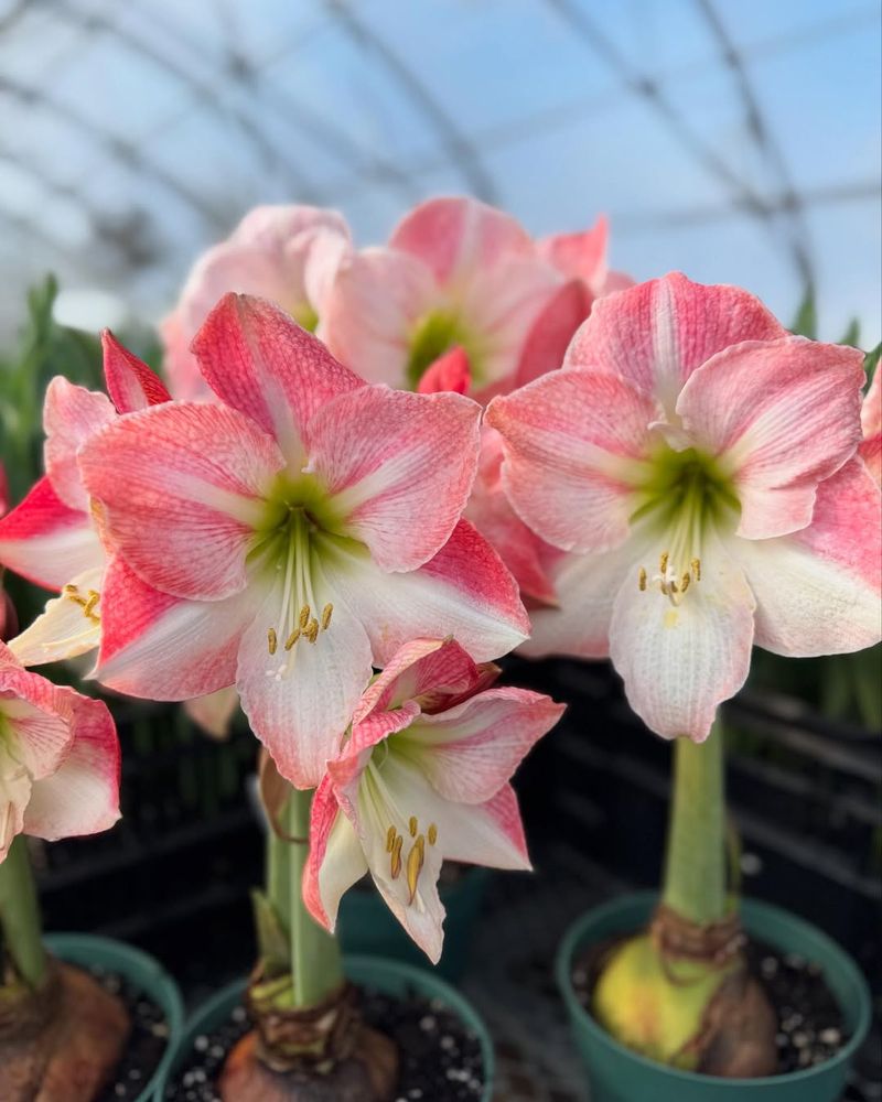 Space Plants Adequately For Good Air Circulation