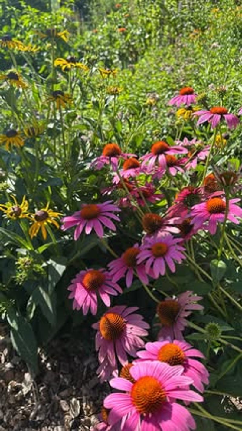 Deadhead Spent Blooms to Encourage Reblooming