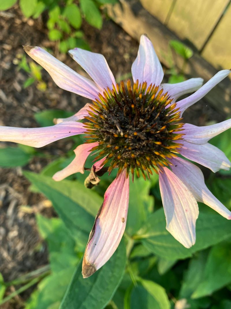 Check For And Treat Pest Problems