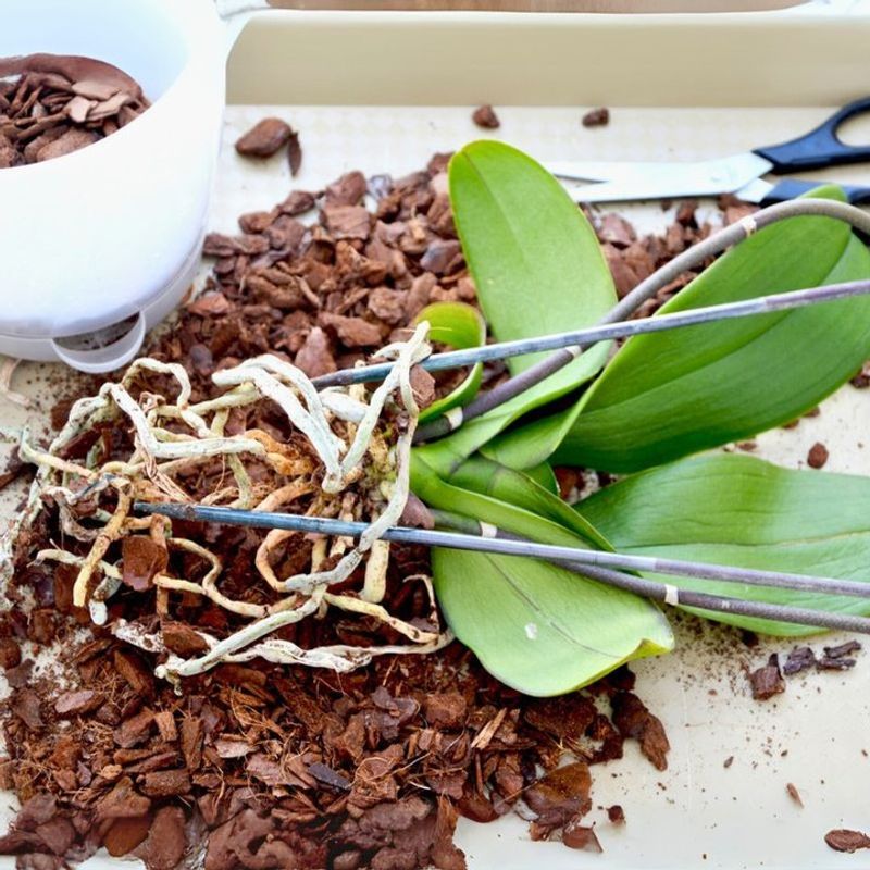 Potting Medium Breaks Down Faster In Warm Indoor Environments