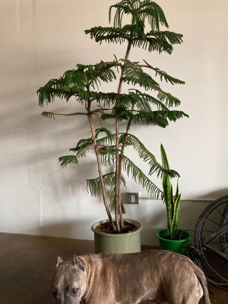 Pest Infestations Weaken Branch Structure