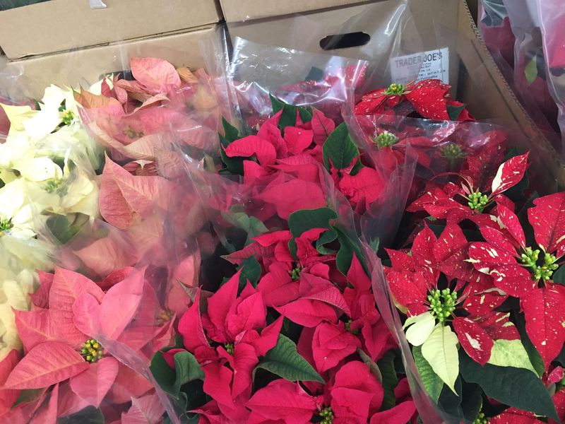 Keeping Plants In Original Foil Wrap