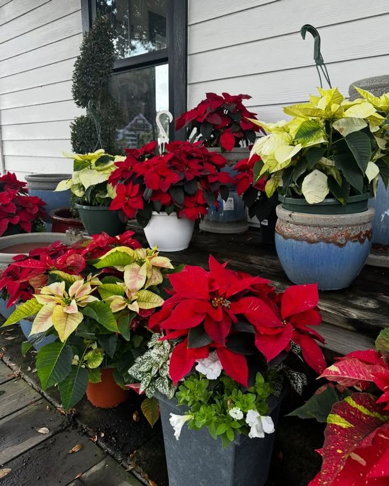 Exposing Plants To Cold Outdoor Temperatures