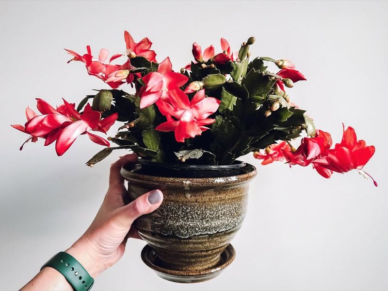 Pot Size Strategy For Dependable Flowering