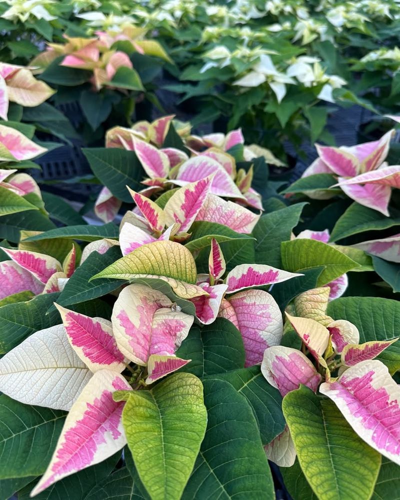 Marbled Pink and White Poinsettias
