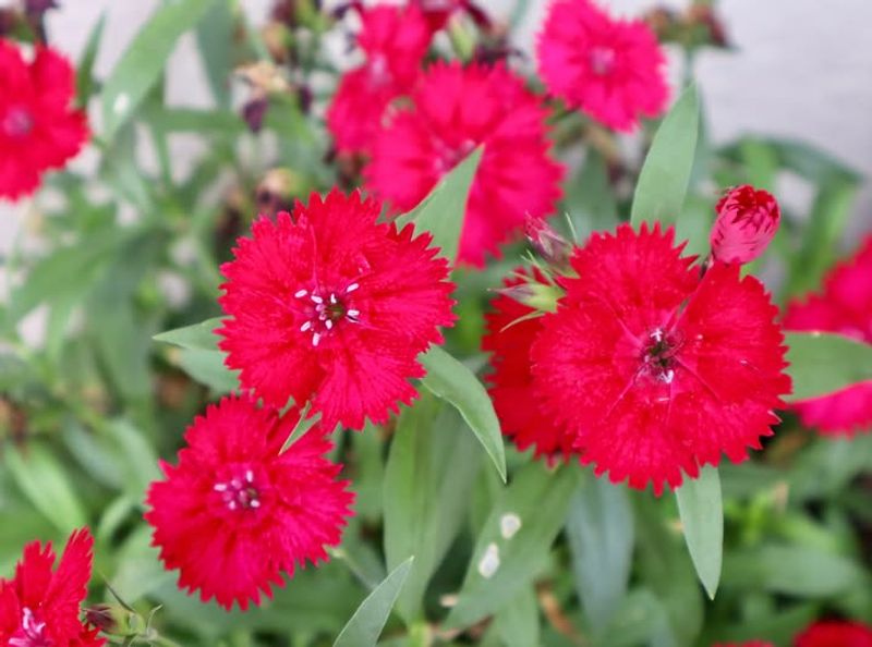 Dianthus Deltoides (Maiden Pink)