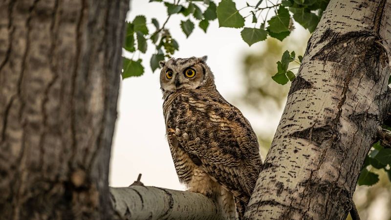 Mature Trees In Yards Provide Perfect Roosting Sites