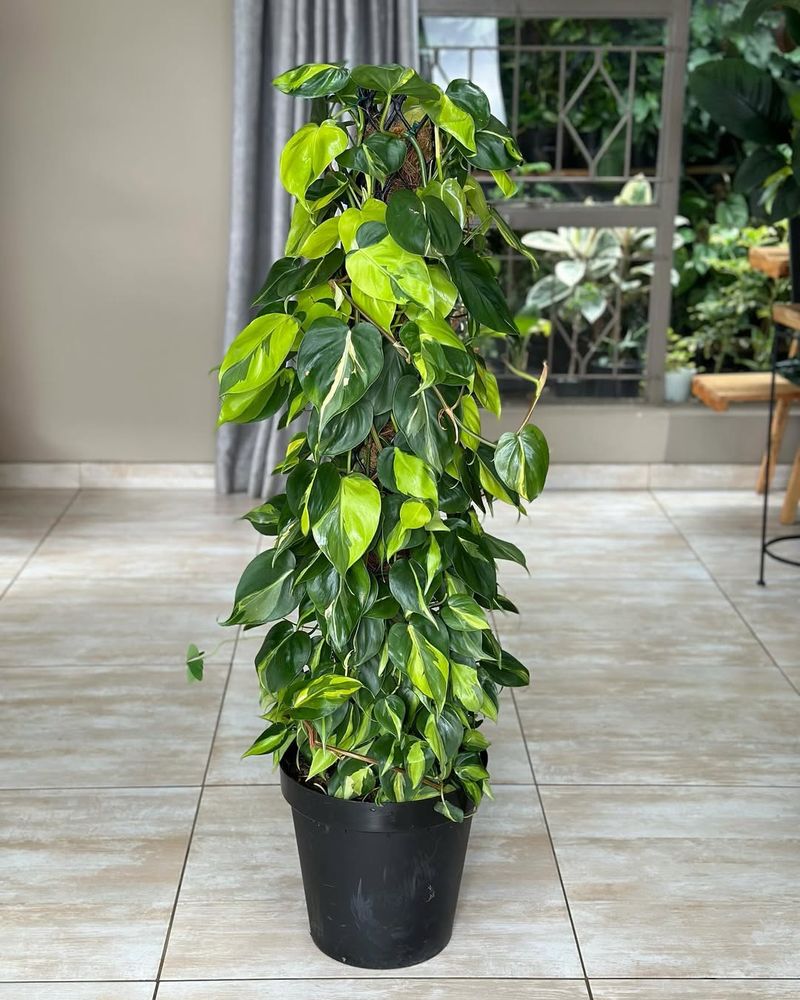 Philodendron Brasil
