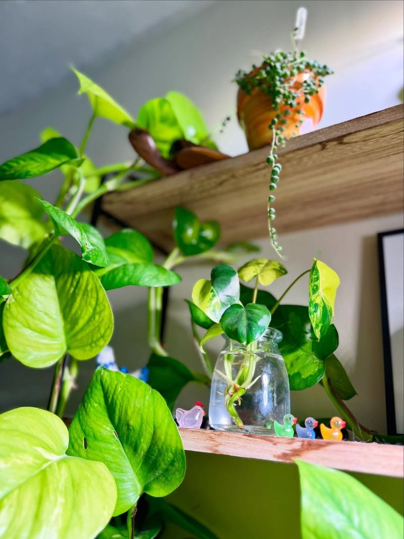 Pothos And Philodendron People Value Easy Growth