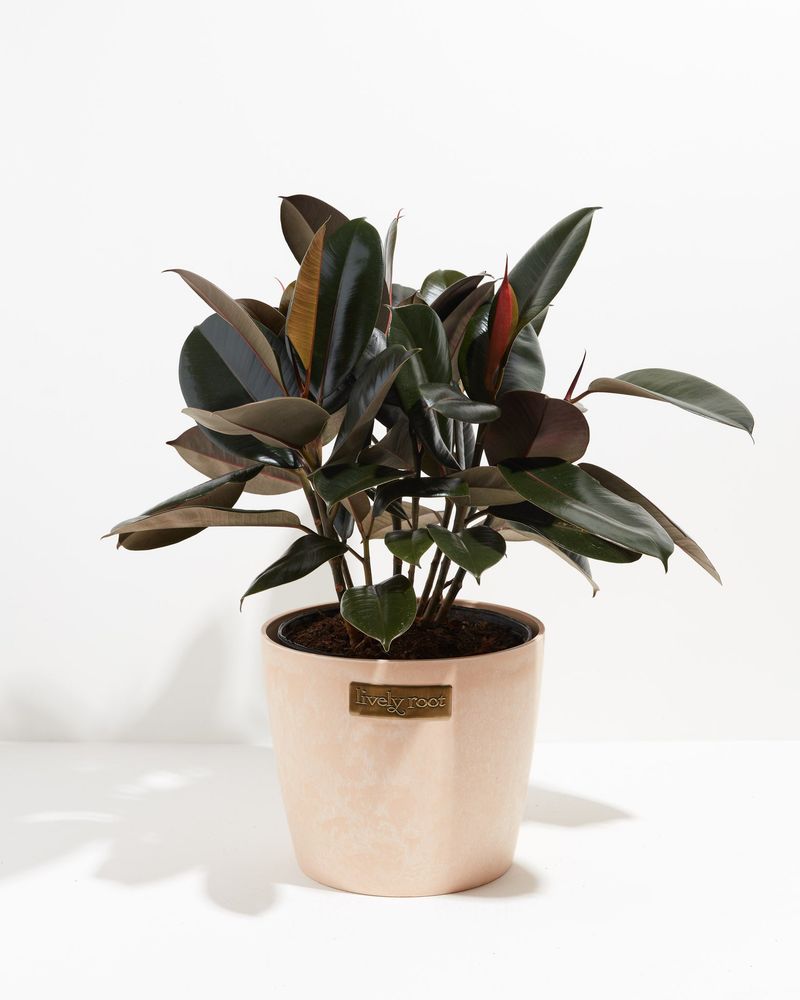 Rubber Plant (Ficus Elastica)