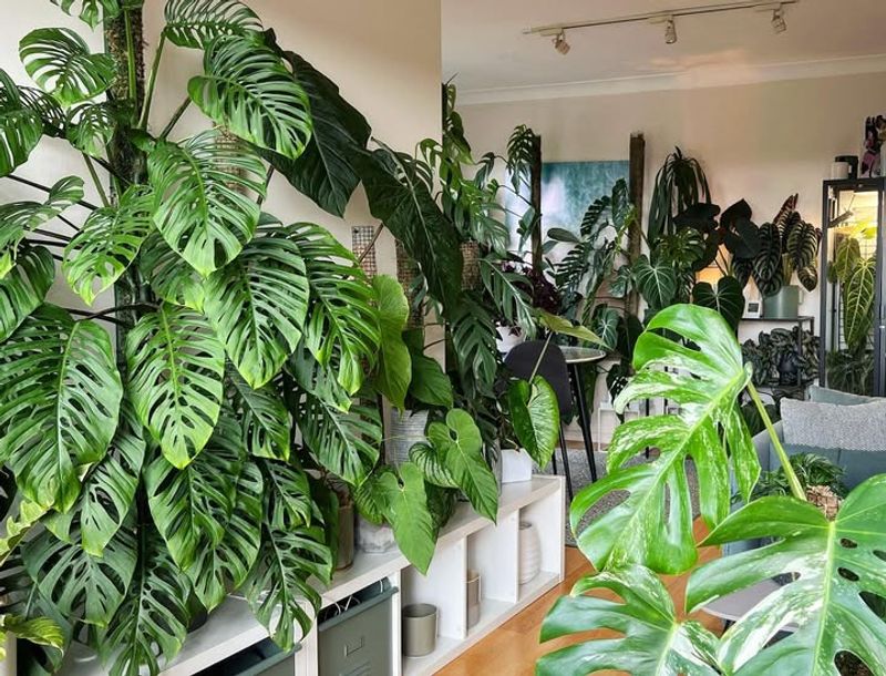 Monstera Deliciosa Offers Easy Care with Big Impact