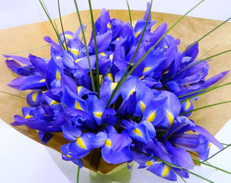 Twenty-Fifth Anniversary: Iris