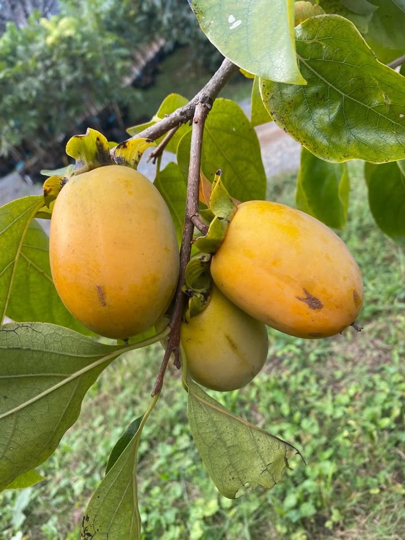 Persimmon Asian Varieties