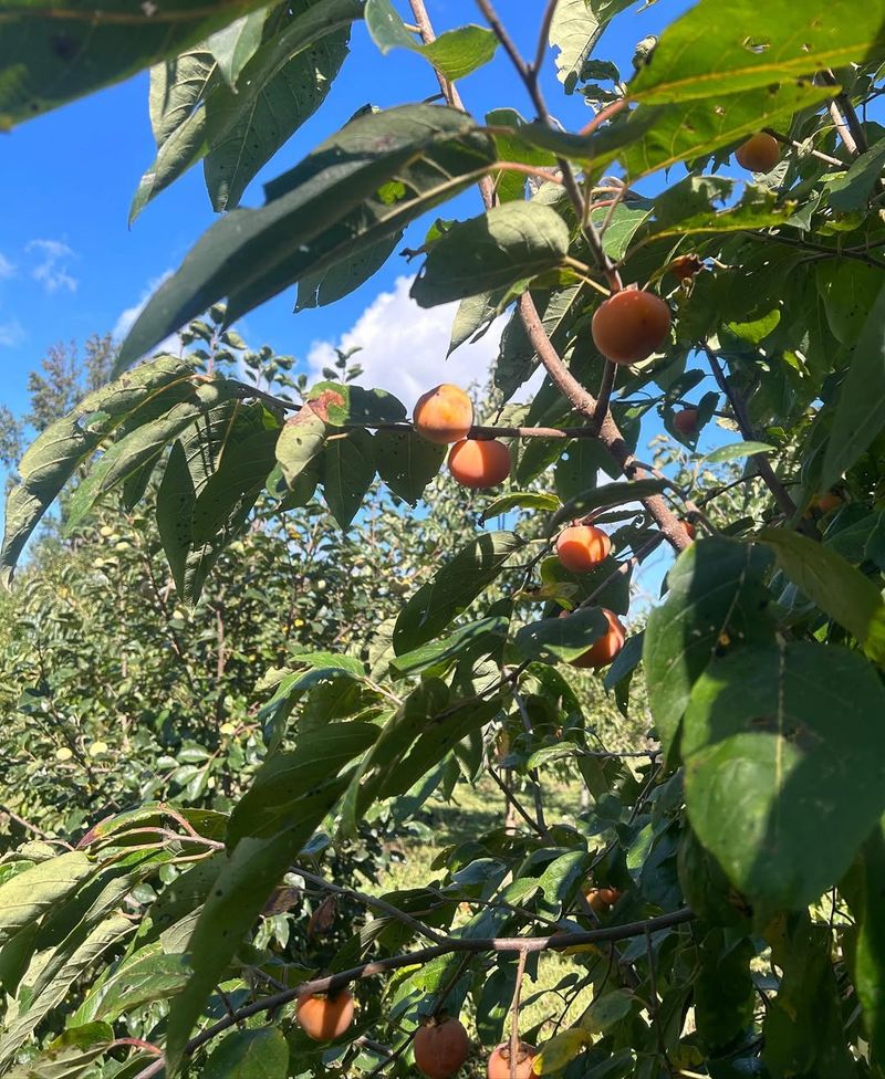 American Persimmon (Diospyros Virginiana)