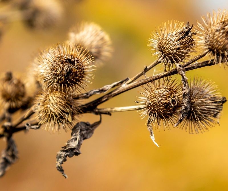 Mediation And Neighborly Communication Strategies