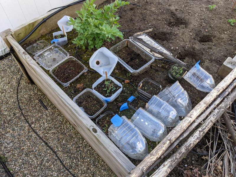 Water Seeds Gently After Planting Then Rely On Natural Precipitation