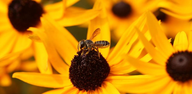 Attracting Beneficial Insects For Pest Control