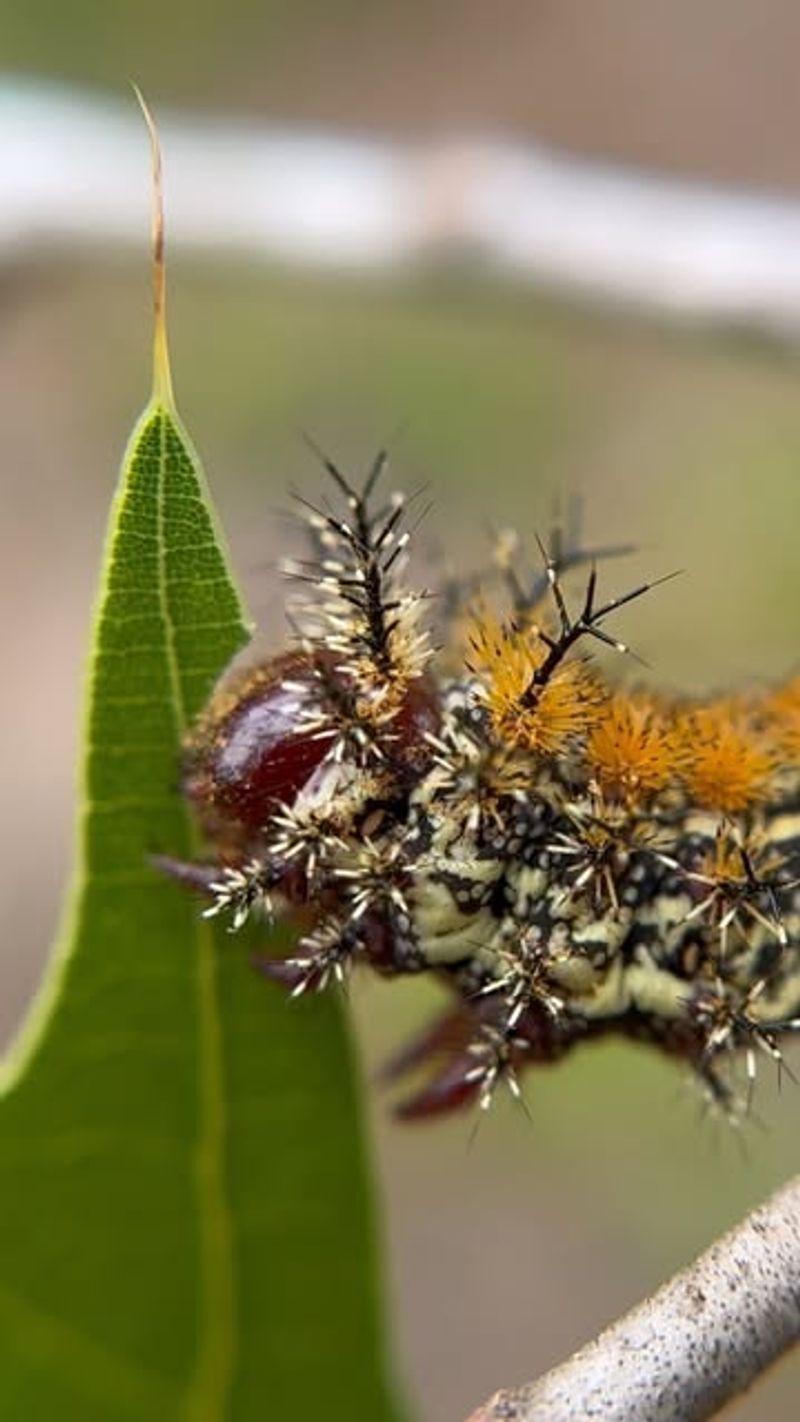 Buck Moth Caterpillar