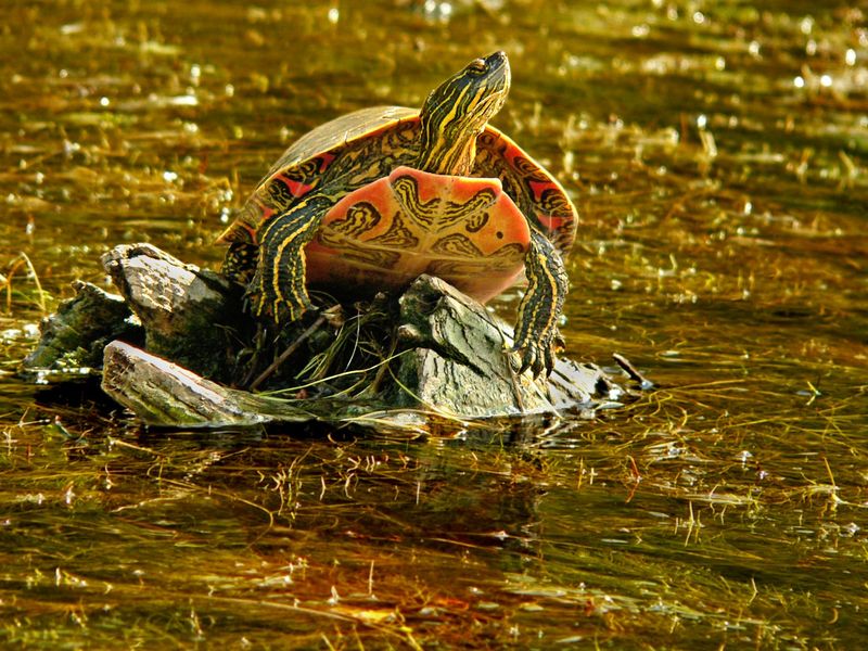 Painted Turtle