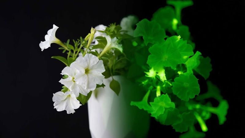 Will Firefly Petunias Become A Massachusetts Garden Staple Or Stay Niche?