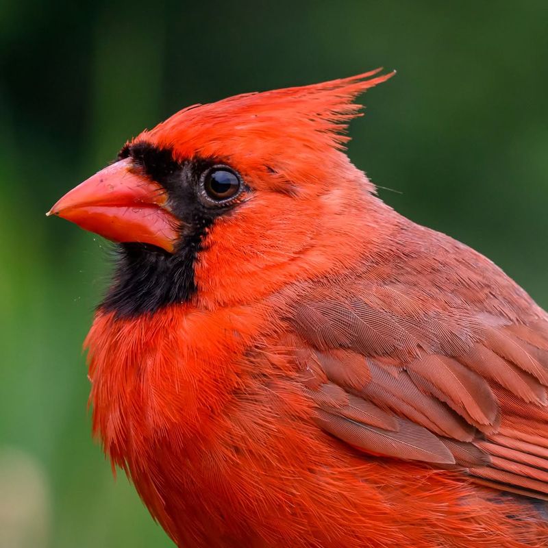 Northern Cardinal
