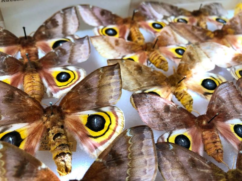 They Transform Into Beautiful Moths
