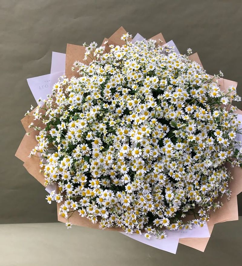 Fifth Anniversary: Daisy