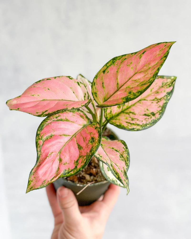 Pink Aglaonema