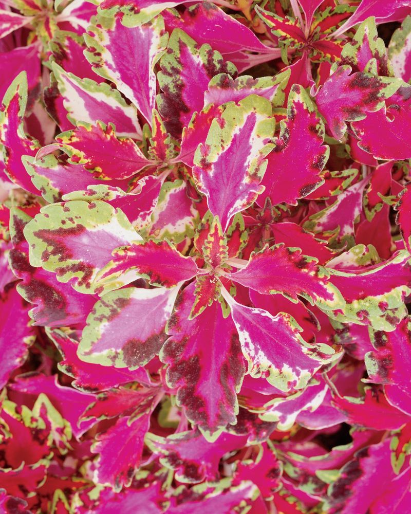 Coleus Pink Chaos