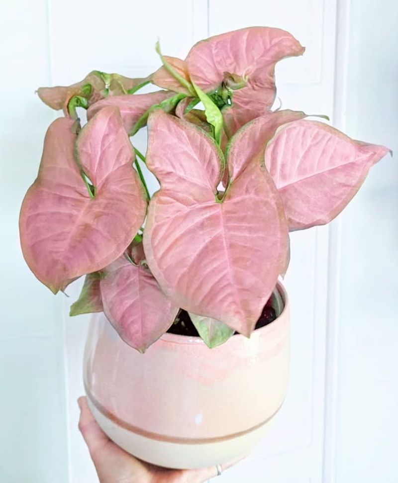 Pink Syngonium