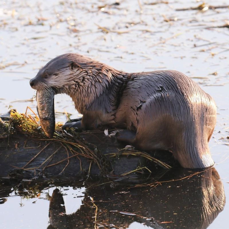 Fish Scales And Bones Scattered Around