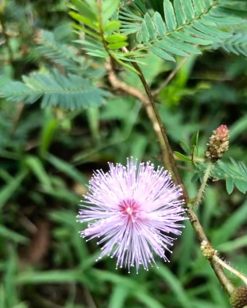 Low Maintenance Once Established