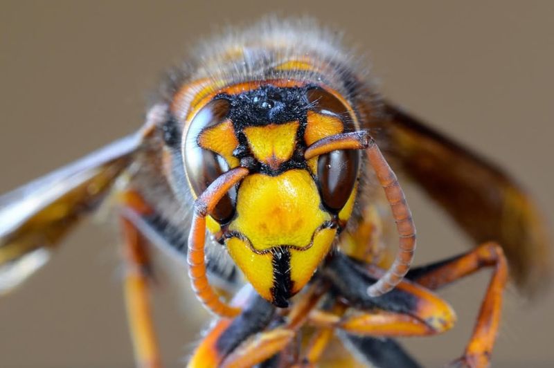 Asian Giant Hornet (Rare But High Risk)