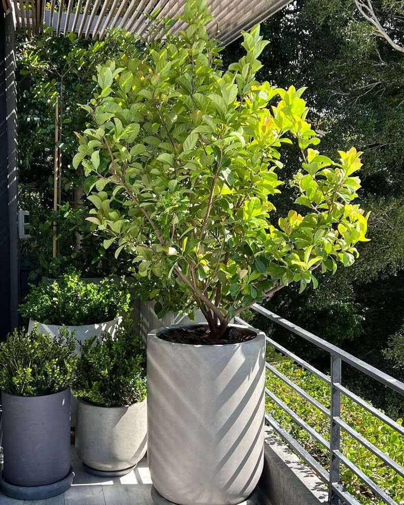 Works Beautifully In Small Spaces