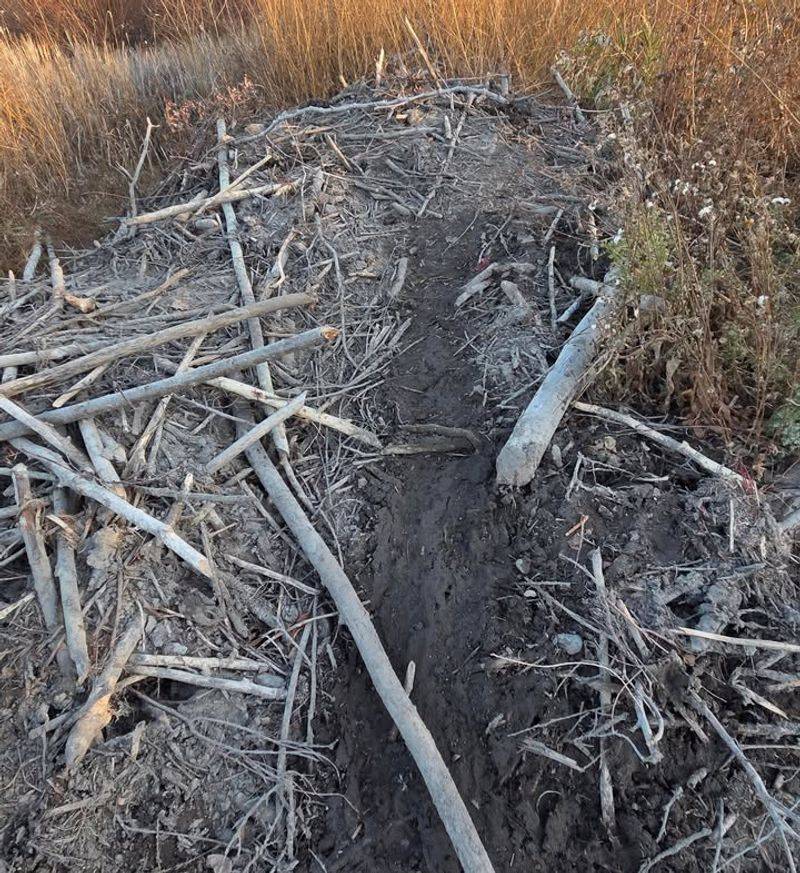 Unusual Mud And Stick Piles Along The Shore