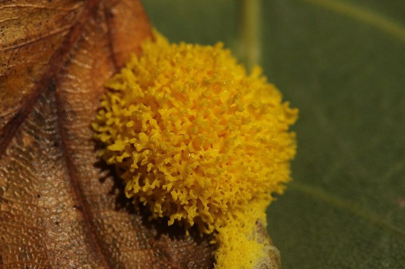 How This Organism Benefits Your Garden Ecosystem