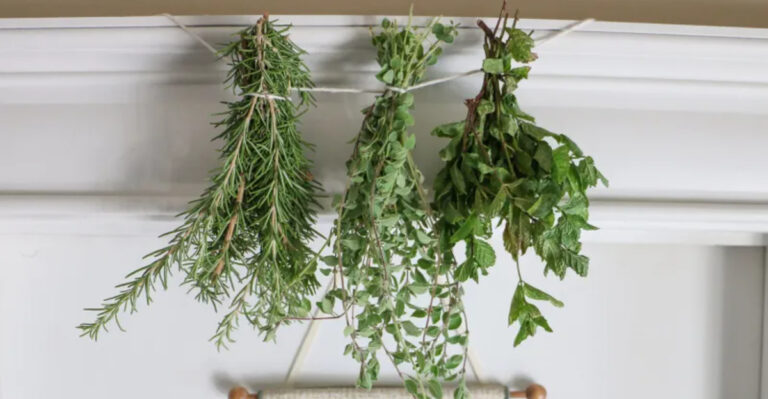 drying plants (featured image)